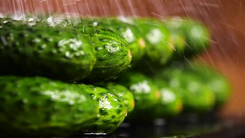 Fresh Green Cucumbers Being Sprayed With Water