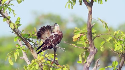 Changeable hawk eagle in Arugam bay nature reserve, Sri Lanka