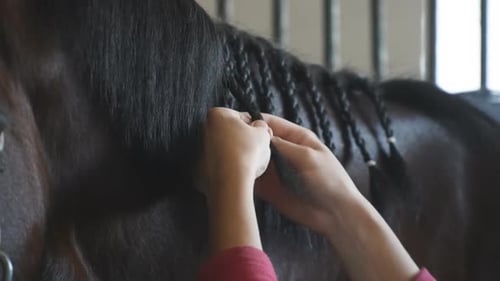 Braiding a Dark Horse's Mane in Stable