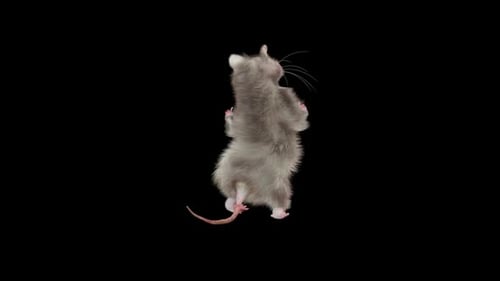 Cute 3D Rat Animation Standing and Posing