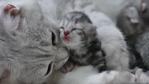 American Shorthair Cat Hugging Her Newborn Kitten With Love