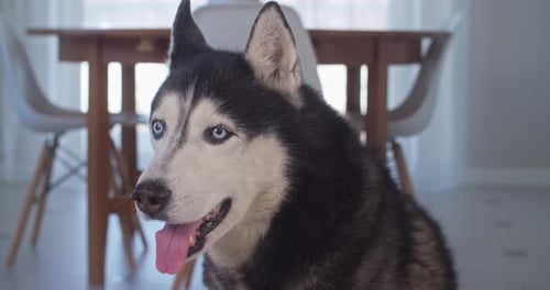 Close-up of Adorable Husky Dog Indoors