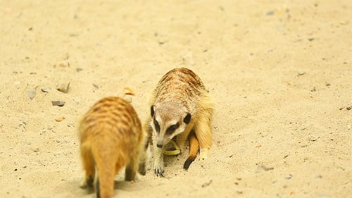 Verspielte Erdmännchen