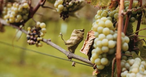 Ripe Grapes Vineyard Autumn, Wine Production