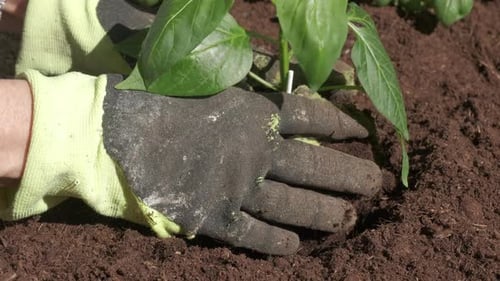 Planting Pepper Seedling in Rich Brown Soil