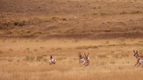 Pronghorn in Yellowstone National Park