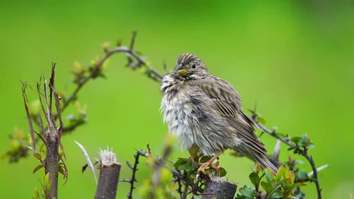 Haus Sparrow