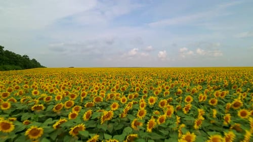 Beautiful Aerial View Above to the Sunflowers Field