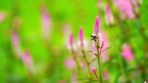 Butterfly on pink flower in green field background