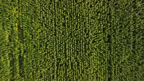 Aerial View of Large Cannabis Marijuana Fields at Sunset