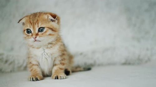 Adorable Kitten Sitting on White Fluffy Blanket