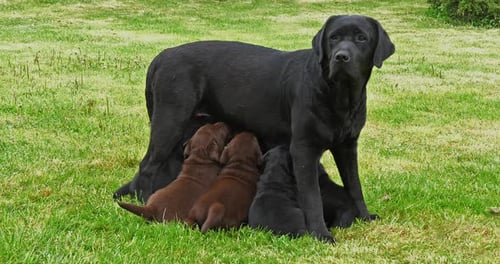 Black Labrador Retriever Bitch That Feeds Black and Brown Puppies, Normandy in France