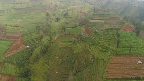 Terraced Farmland Aerial View in Rural Landscape