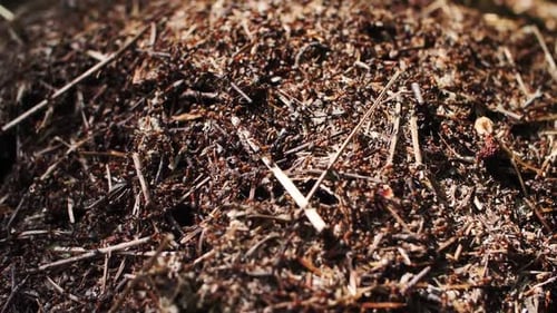 anthill in the forest, many ants