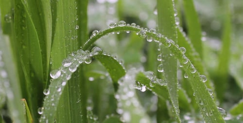 Green Grass Blades Adorned with Water Droplets