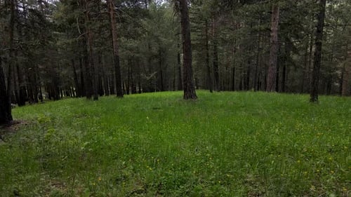Gelbe Kiefernwälder
