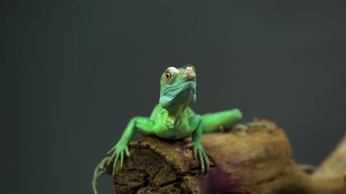 Helmtragender Basilisk sitzt auf Holzhaken auf schwarzem Hintergrund