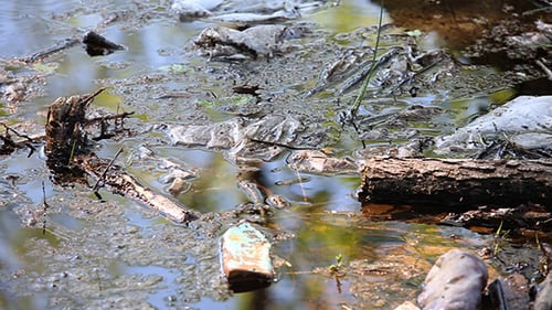 Water Pollution