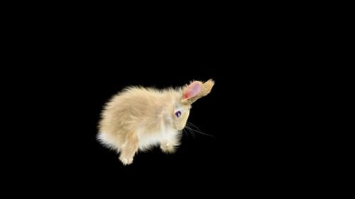 Hase: Tanzen HD