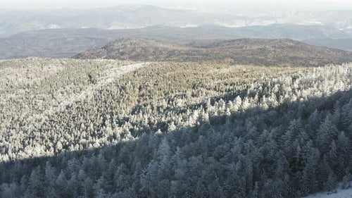 Winter Forest Nature Snow and Frost Covered Conifers Alpine Landscape