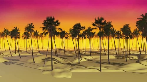 Summer Palm Sunset 03 4k