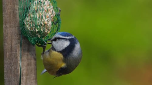 Blaumeise, die auf einem Vogelhäuschen frisst.