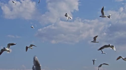 Herde Möwen schweben bewölkten Himmel 3