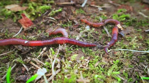 Worms