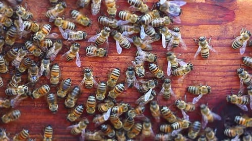 Abeilles rampant sur une vieille planche en gros plan