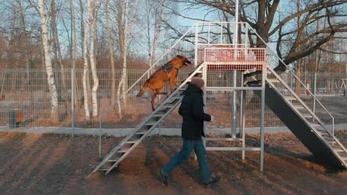 A Trained German Shepherd Dog Walking Up on the Stand