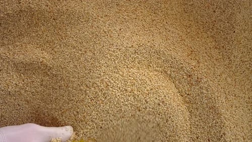 Top View Sesame