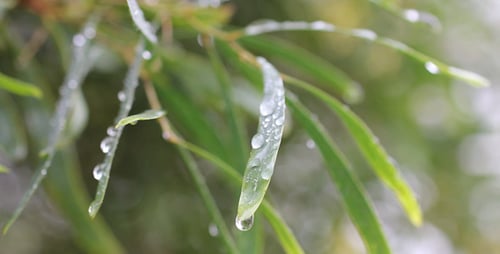 Leaves 23