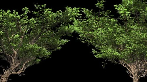 Big Trees And Their Crown