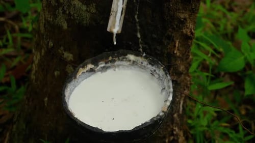 Milky Latex Extracted From Rubber Tree