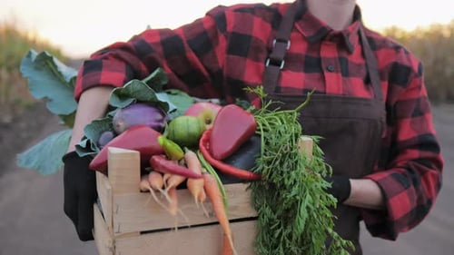 Farmer Carries Fresh Vegetable Harvest in Crate