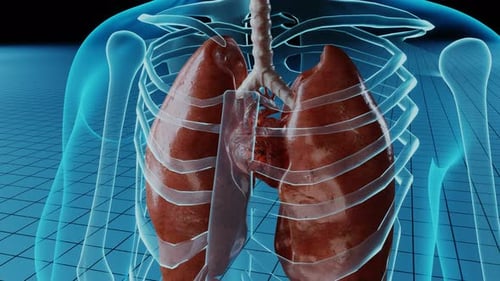 Futuristic 3D Human Anatomy with Beating Heart Animation