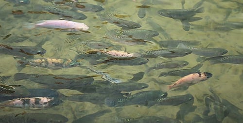 Fish in The Pond 2