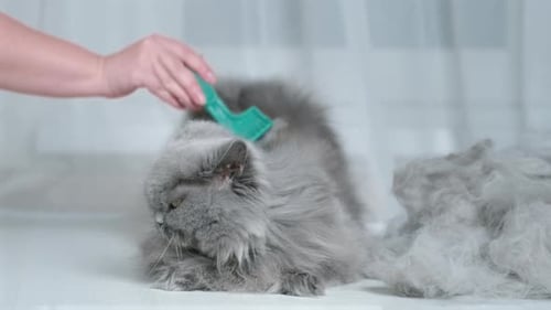 Gray Cat Being Groomed Indoors