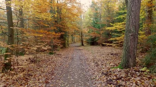 Walking in the middle of forest full of colourful trees in autumn, Poland