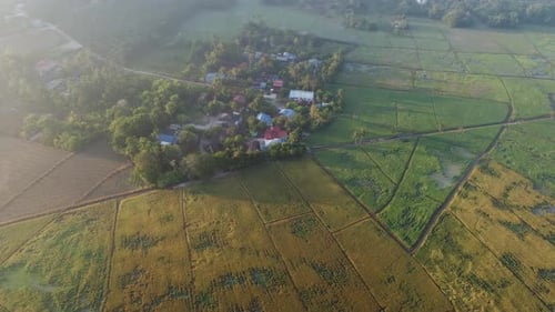 Aerial view green paddy field