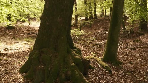 Strong Old Tree with Large Roots in the Forest