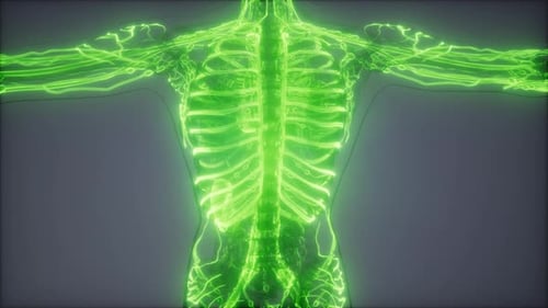 Blood Vessels of Human Body