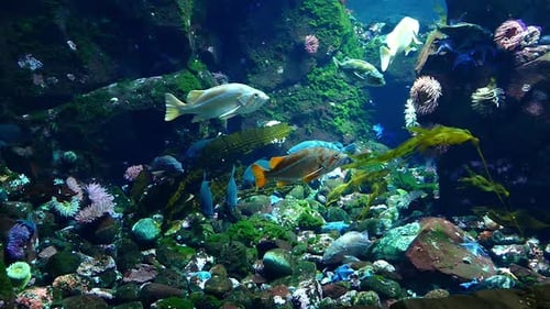 Big Fishes In Large Aquariium