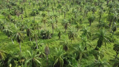 Aerial look down green coconut tree