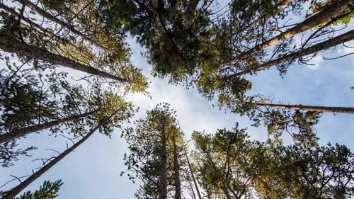 Time lapse of galaxy turning looking straight up through trees