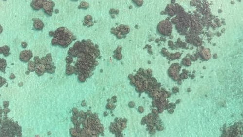 Aerial slow motion: woman snorkeling on coral reef tropical sea from above