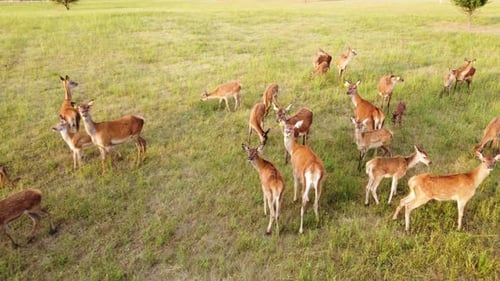 Deer Herd Grazing in Grassy Field Aerial View