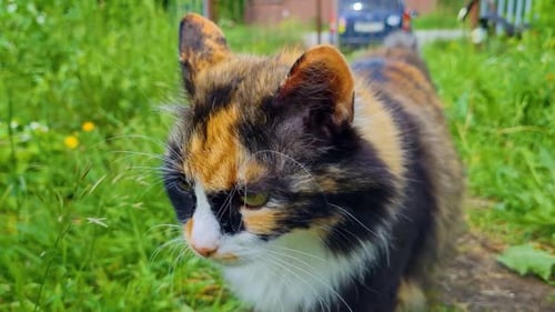 Fluffy Domestic Cat Walking on Green Grass in the Summer