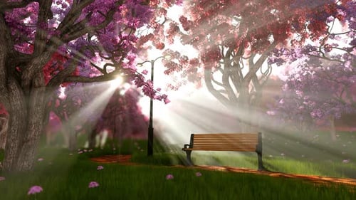 Beauty Tree In Bloom With Bench On Spring