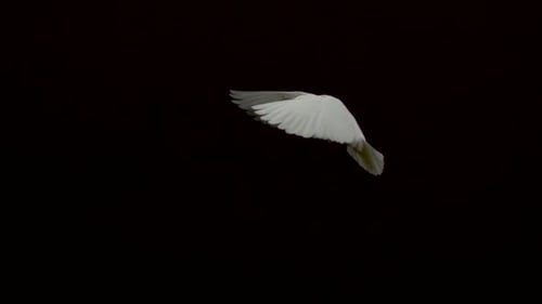 White Dove Gracefully Flying on Black Background